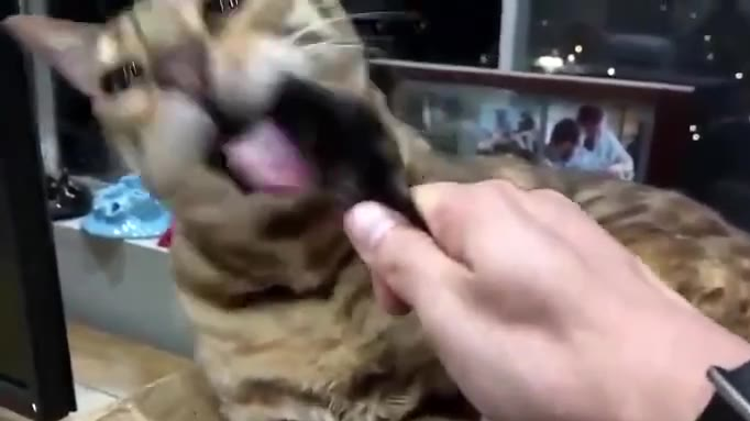 猫:这个银夺笋哪!!!